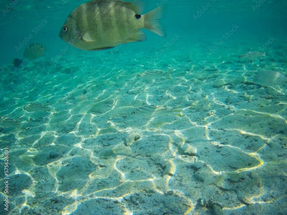 Coral fish and coral reef - Jaz Maraya, Coraya bay, Marsa Alam, Egypt Coral fish and coral reef - Jaz Maraya, Coraya bay, Marsa Alam, Egypt