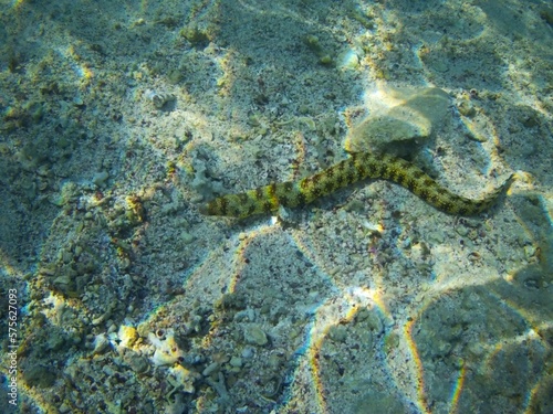 Wallpaper Mural Coral fish and coral reef near Jaz Maraya, Coraya bay, Marsa Alam, Egypt Torontodigital.ca
