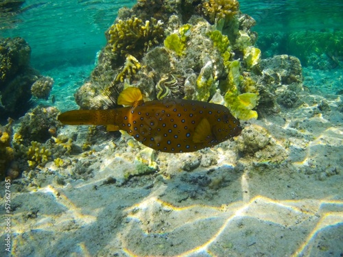 Coral fish and coral reef near Jaz Maraya, Coraya bay, Marsa Alam, Egypt photo