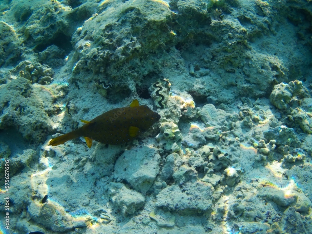 Coral fish and coral reef near Jaz Maraya, Coraya bay, Marsa Alam, Egypt Coral fish and coral reef near Jaz Maraya, Coraya bay, Marsa Alam, Egypt