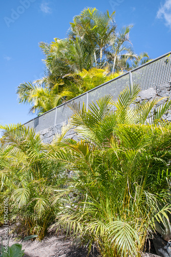 Tropical gardens with luxuriant dypsis lutescens or golden cane palm trees also known as areca palms separated by a tall stone wall while creating a tapestry of greenery and an oasis of tranquility