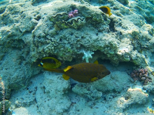 Coral fish and coral reef - Jaz Maraya, Coraya bay, Marsa Alam, Egypt