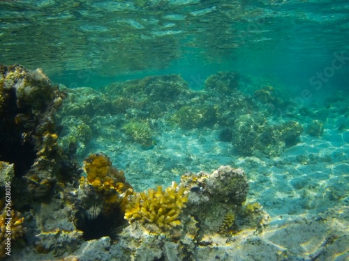 Coral fish and coral reef near Jaz Maraya  Coraya bay  Marsa Alam  Egypt