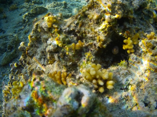 Coral fish and coral reef - Jaz Maraya  Coraya bay  Marsa Alam  Egypt