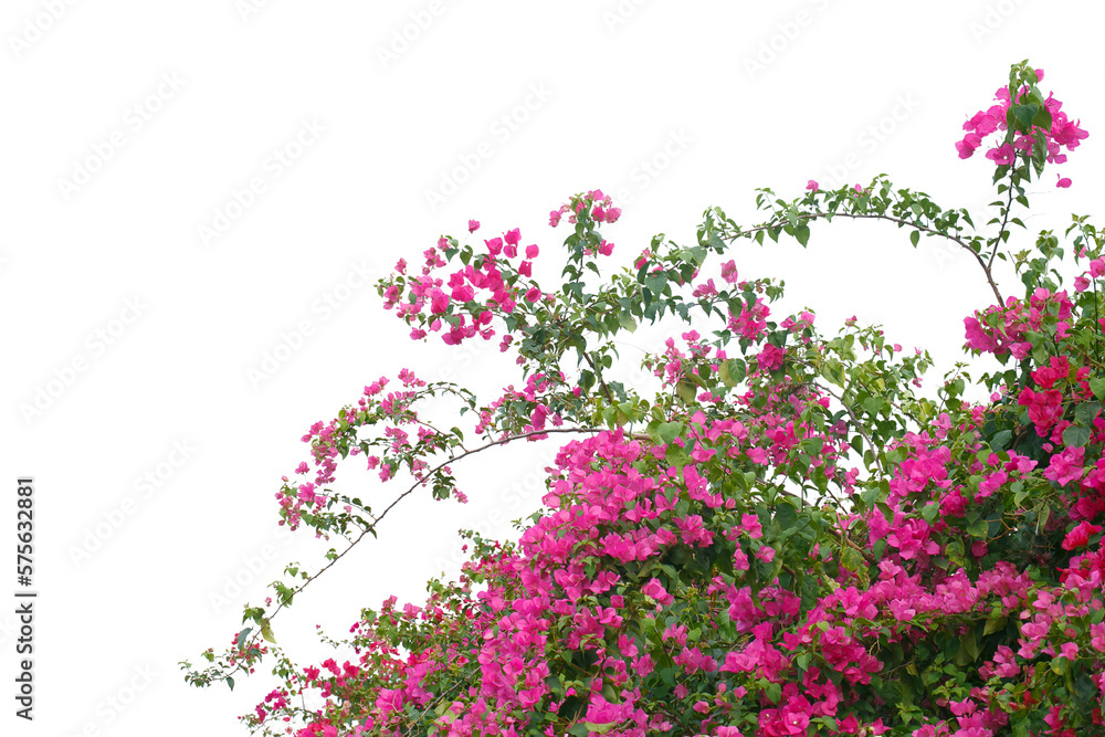 bougainvilleas isolated on white background. 