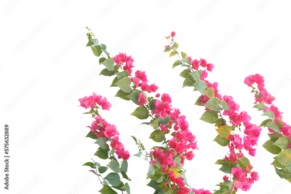Fototapeta premium bougainvilleas isolated on white background. 