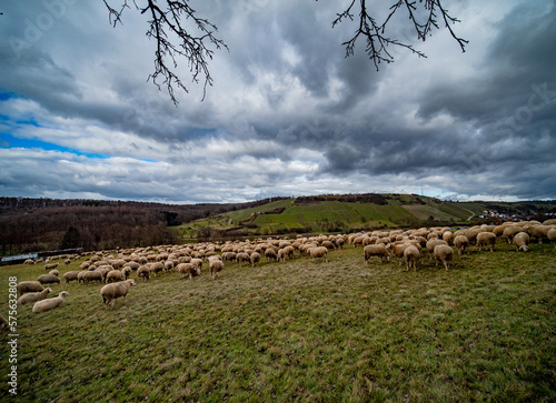 Viele Schafe grasen auf einer Weide