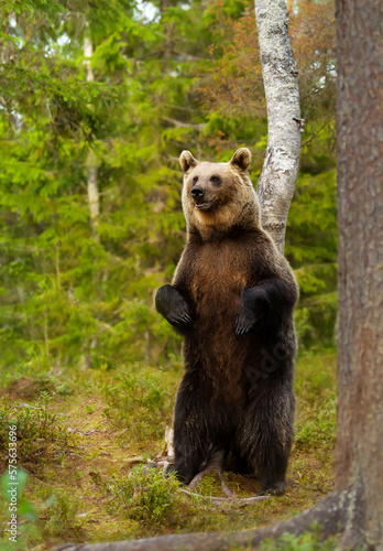 Eurasian brown bear standing on hind legs in a forest
