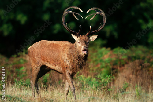 Red deer stag with heart shaped antlers