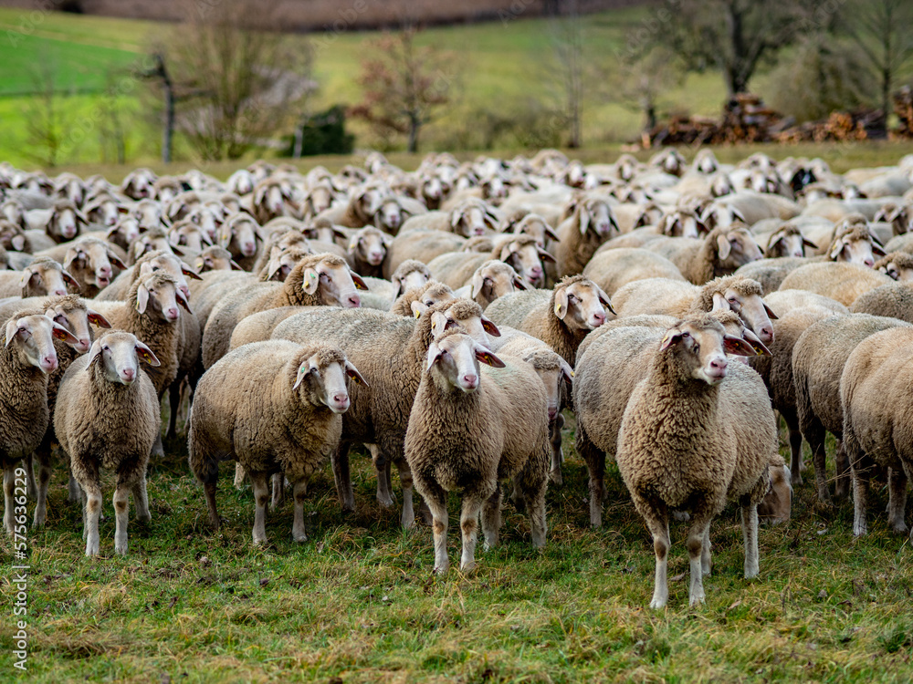 Obraz premium Schafe auf der Weide
