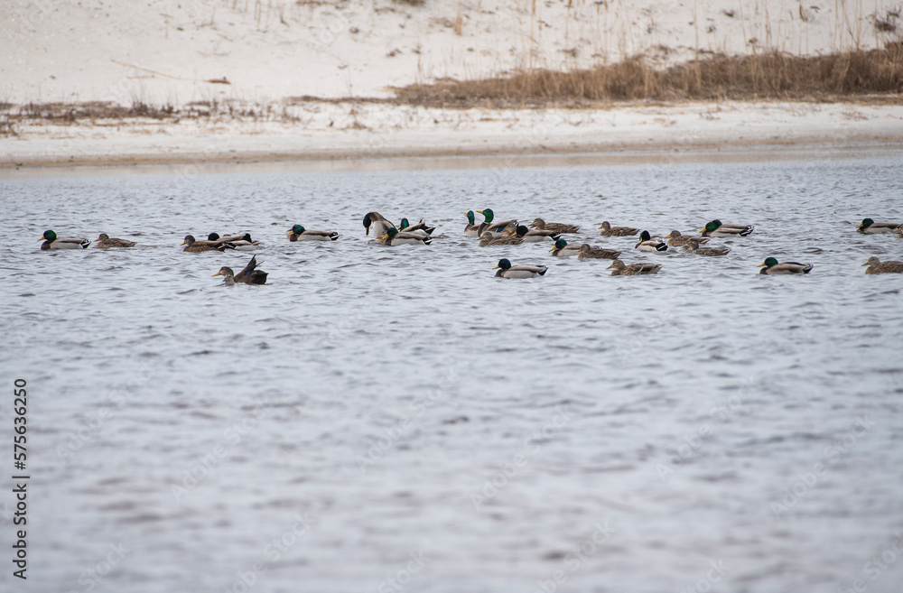 Mallard Mallard