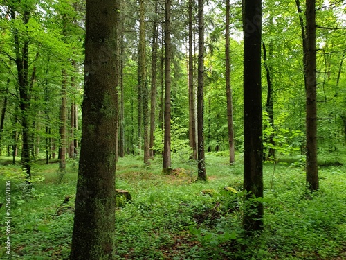 Wald Spaziergang – Natur geniessen - Grüne Bäume - Naturschutz - Viele Bäume