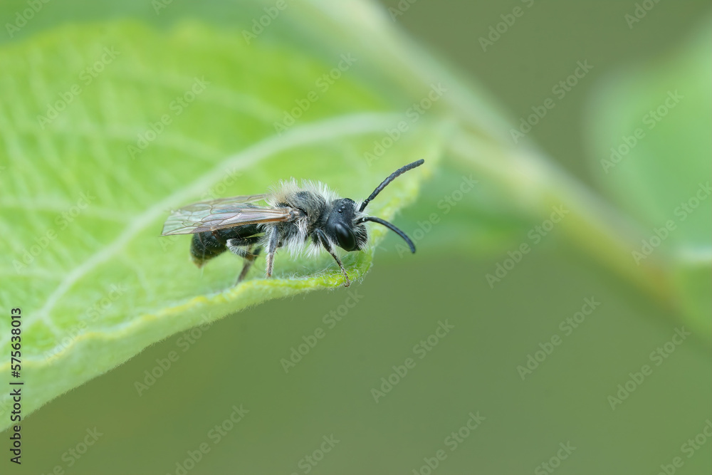 Closeup on a small male mining bee, Andrena , sitting on a green leaf Closeup on a small male mining bee, Andrena , sitting on a green leaf
