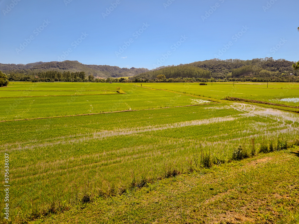 Rice plantation in southern Brazil