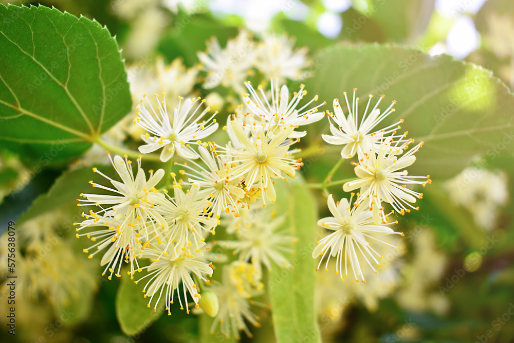 Linden flowers among green leaves against a blue sky. Linden flowers among green leaves against a blue sky.