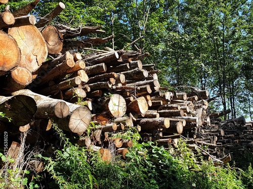 Wald Spaziergang – Natur geniessen - Grüne Bäume - Naturschutz - Viele Bäume