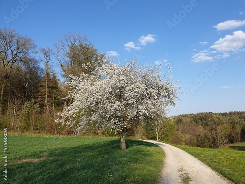 Bilder aus der Natur. Pflanzen und Fauna.