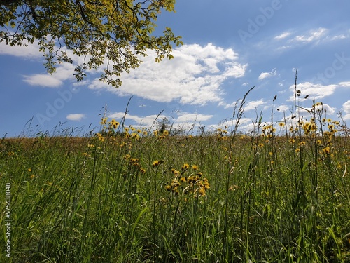 Bilder aus der Natur. Pflanzen und Fauna.