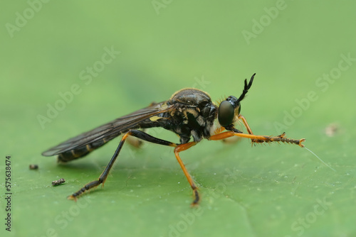 Closeup on a Common Red-legged Robberfly, Dioctria rufipes , sitting on a green leaf