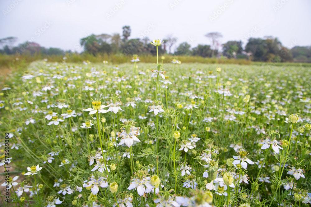 Fototapeta premium Blooming White Nigella sativa flowers in the field with blue sky. Natural Landscape view