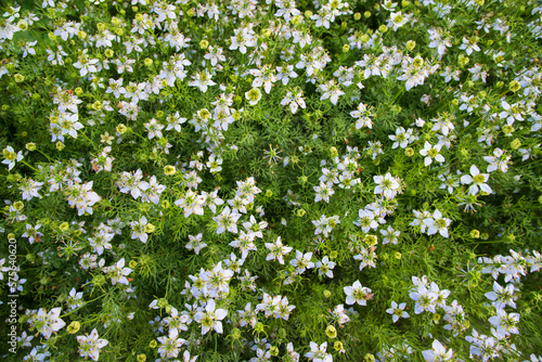 Blooming White Nigella sativa flowers in the field. Top view Texture background