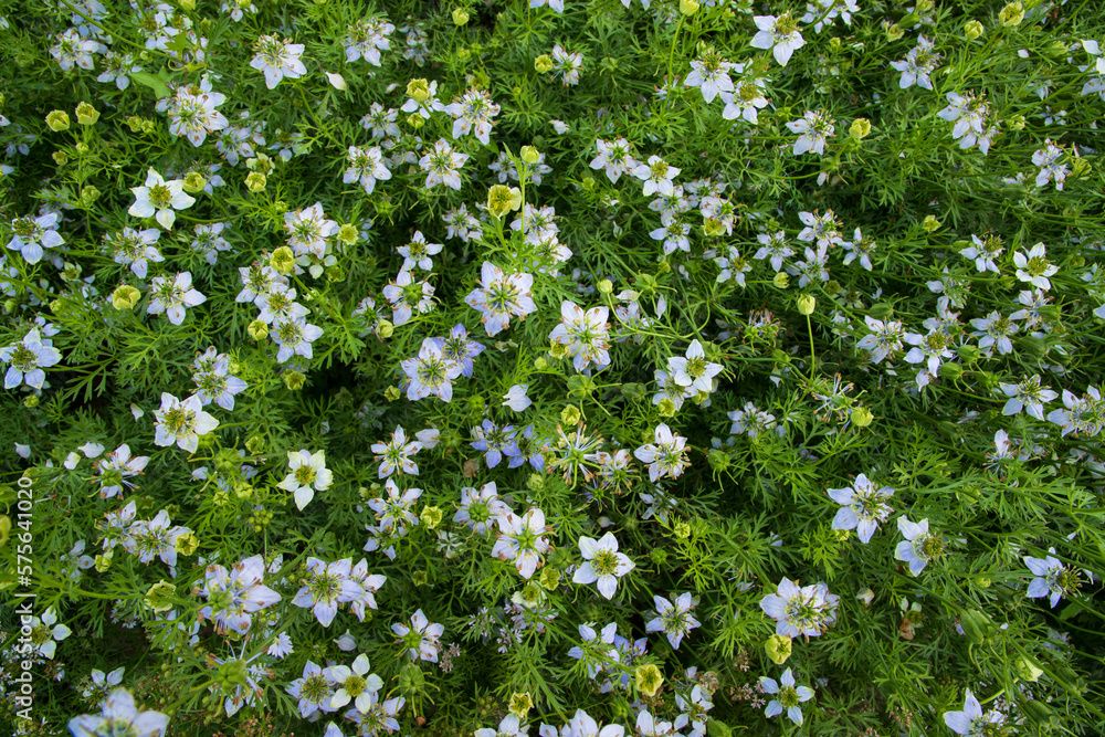 Blooming White Nigella sativa flowers in the field. Top view Texture background Blooming White Nigella sativa flowers in the field. Top view Texture background