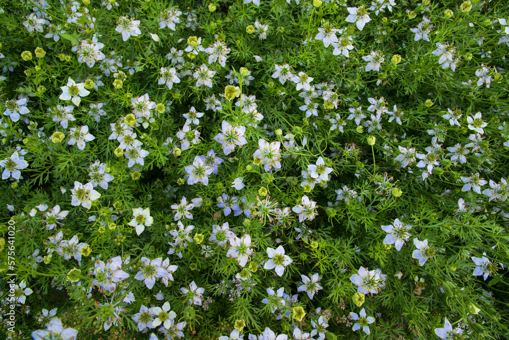 Blooming White Nigella sativa flowers in the field. Top view Texture background