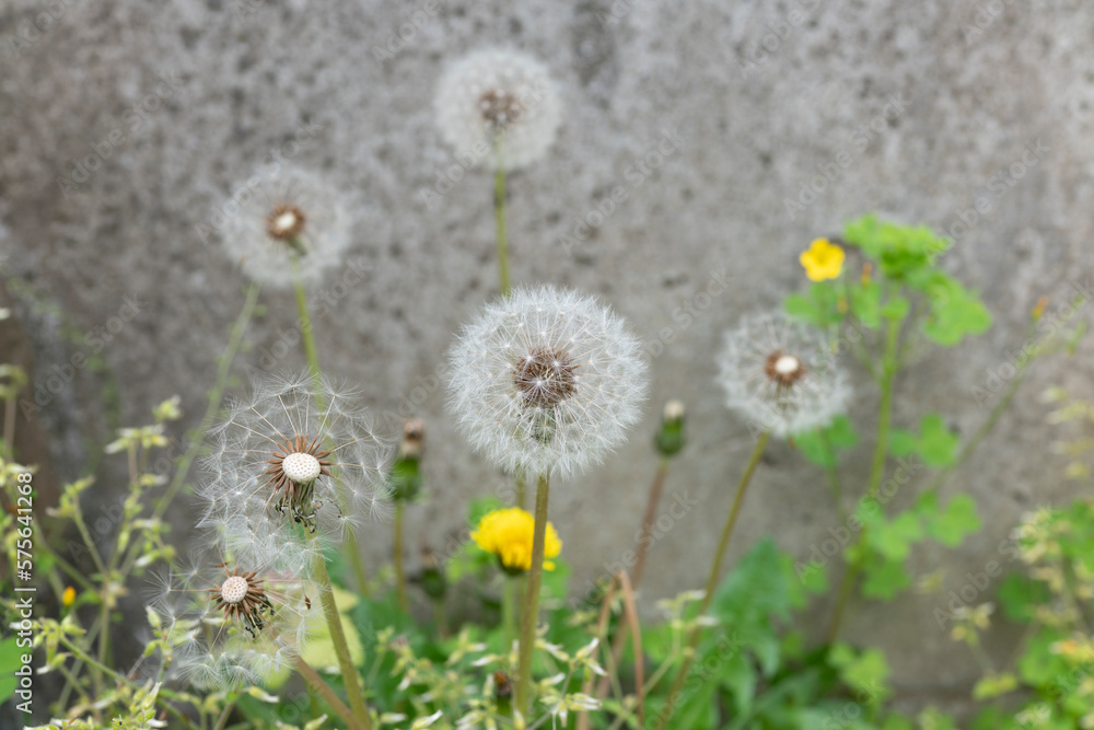 showcases the delicate fluff of a dandelion against the rough texture of asphalt. showcases the delicate fluff of a dandelion against the rough texture of asphalt.