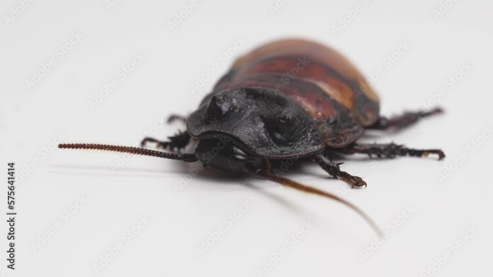 a large hissing Madagascar cockroach on a white surface. a large hissing Madagascar cockroach on a white surface.