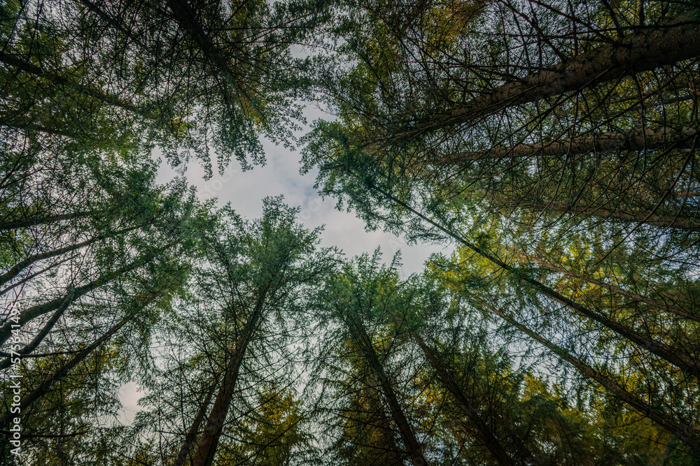Fototapeta premium Looking up in a forest in the Carpathian Mountains