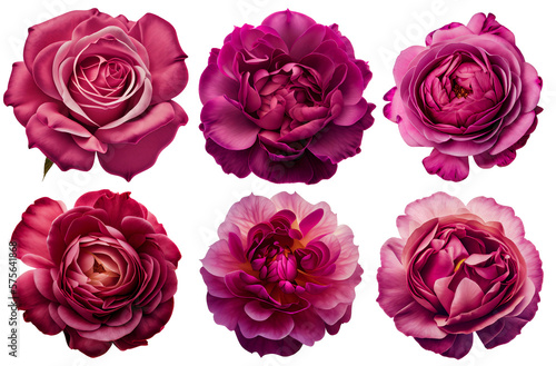 Papier peint Assorted pink roses on transparent PNG background