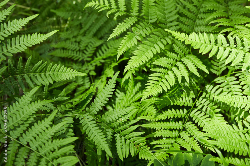 Vibrant ferns spread across the forest floor, basking in sunlight on a warm summer afternoon. The greenery adds to the peaceful atmosphere, inviting nature lovers. Vibrant ferns spread across the forest floor, basking in sunlight on a warm summer afternoon. The greenery adds to the peaceful atmosphere, inviting nature lovers.