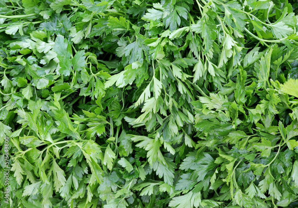 food background with close-up of green parsley food background with close-up of green parsley