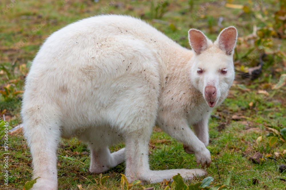 Obraz premium wild white albino wallaby in Tasmania Australia