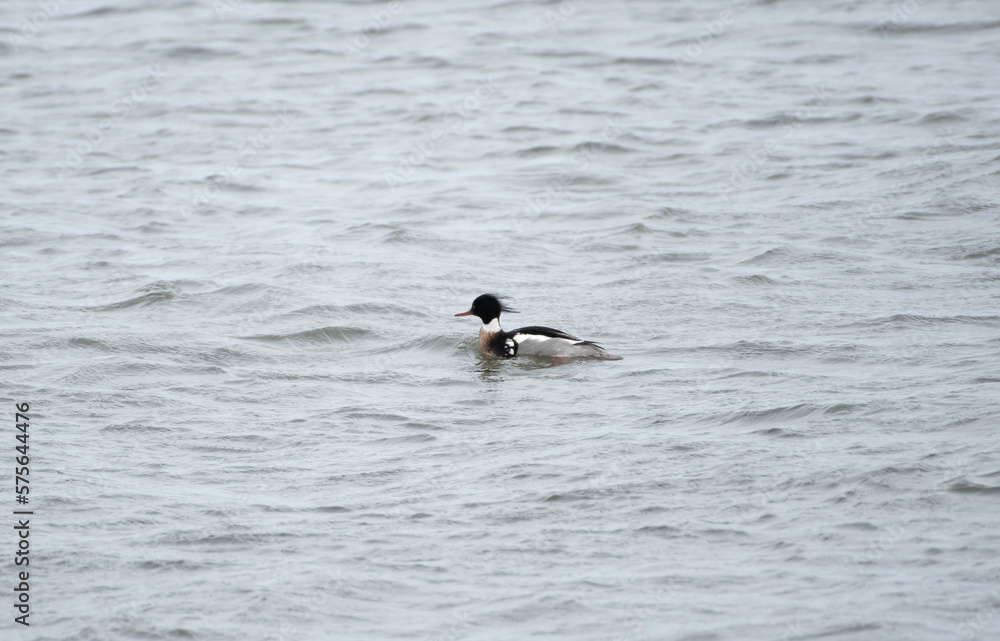 Red Breasted Merganser Red Breasted Merganser