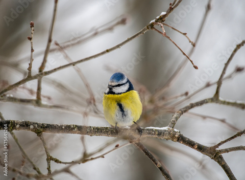 a wild and beautiful blue tit bird sits on a branch and looks out for food on a frosty winter day