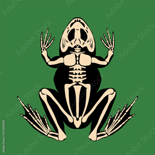 Frog skeleton. Vector illustration in a flat, cartoon style. Suitable for post prints, fabric design