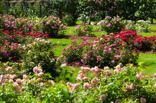 Fototapeta Naklejka Na Ścianę i Meble -  elizabeth park rose garden west hartford