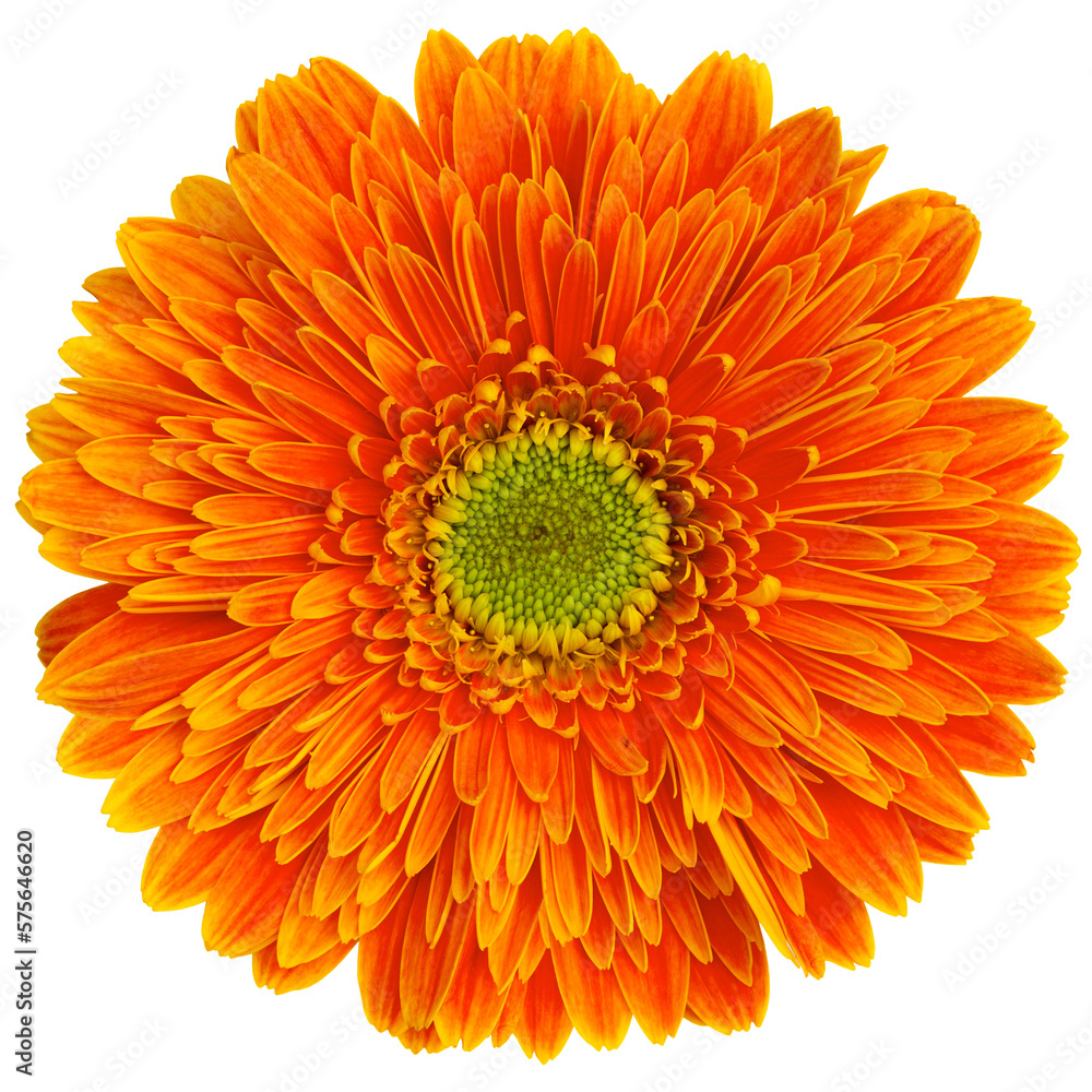 Top view of orange Gerbera flower isolated on white background.Studio shot.
Top view of orange Gerbera flower isolated on white background.Studio shot.
