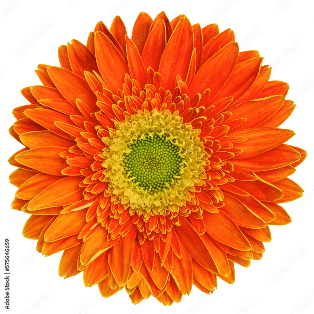 Top view of orange Gerbera flower isolated on white background.Studio shot.
Top view of orange Gerbera flower isolated on white background.Studio shot.