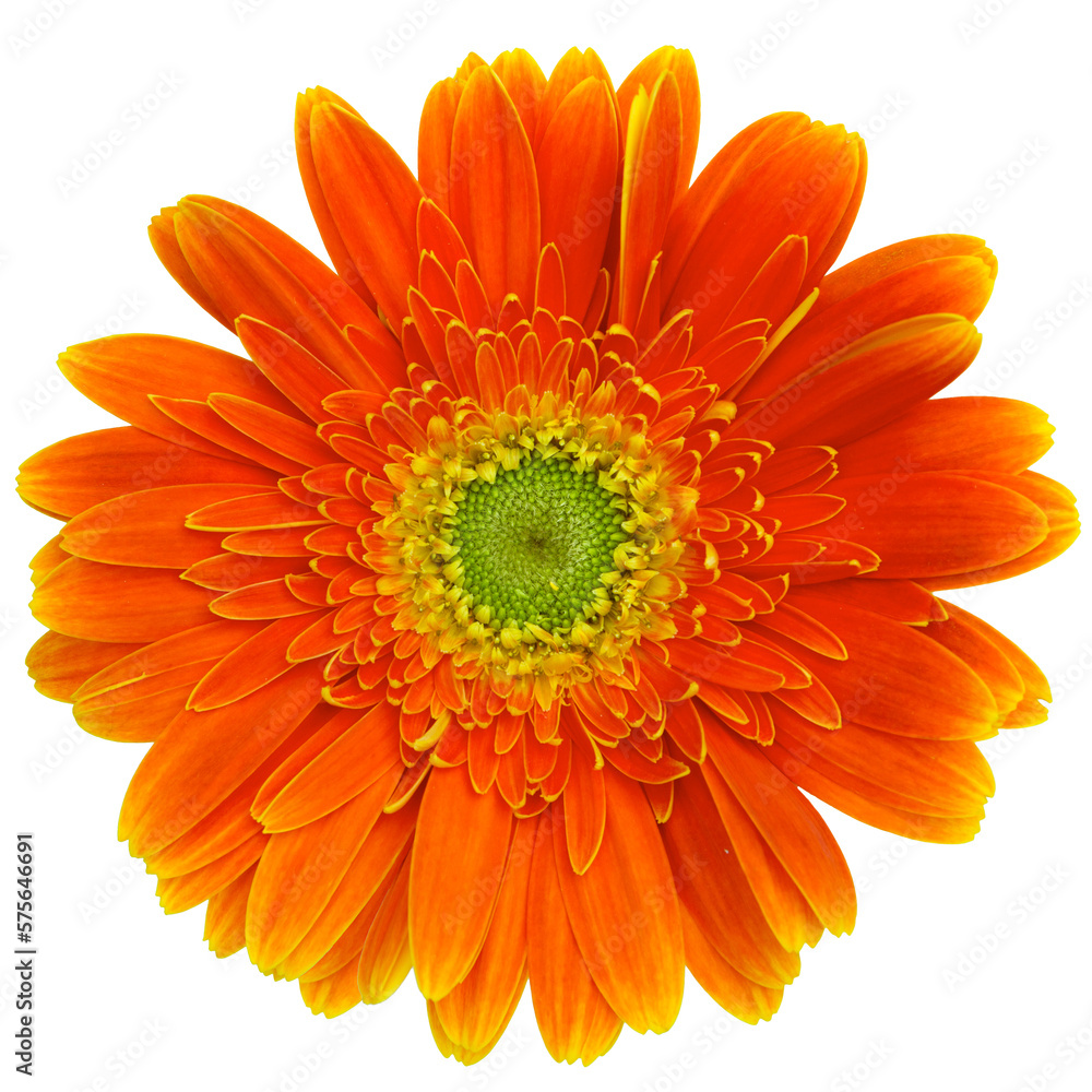Top view of orange Gerbera flower isolated on white background.Studio shot.
Top view of orange Gerbera flower isolated on white background.Studio shot.