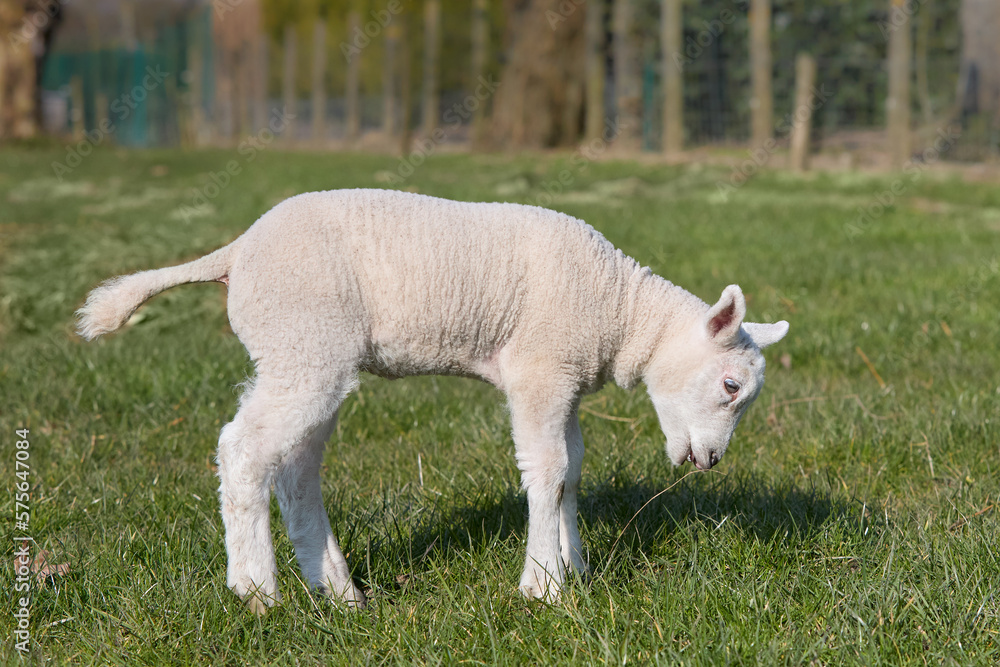 Young white lamb plays in the meadow Young white lamb plays in the meadow