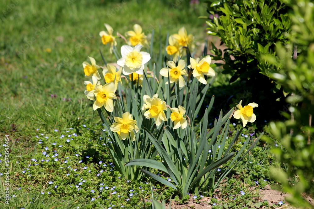 White and yellow Narcissus or Daffodil or Daffadowndilly or Jonquil perennial herbaceous bulbiferous geophytes plants with blooming fully open flowers with bright yellow center and elongated dark White and yellow Narcissus or Daffodil or Daffadowndilly or Jonquil perennial herbaceous bulbiferous geophytes plants with blooming fully open flowers with bright yellow center and elongated dark