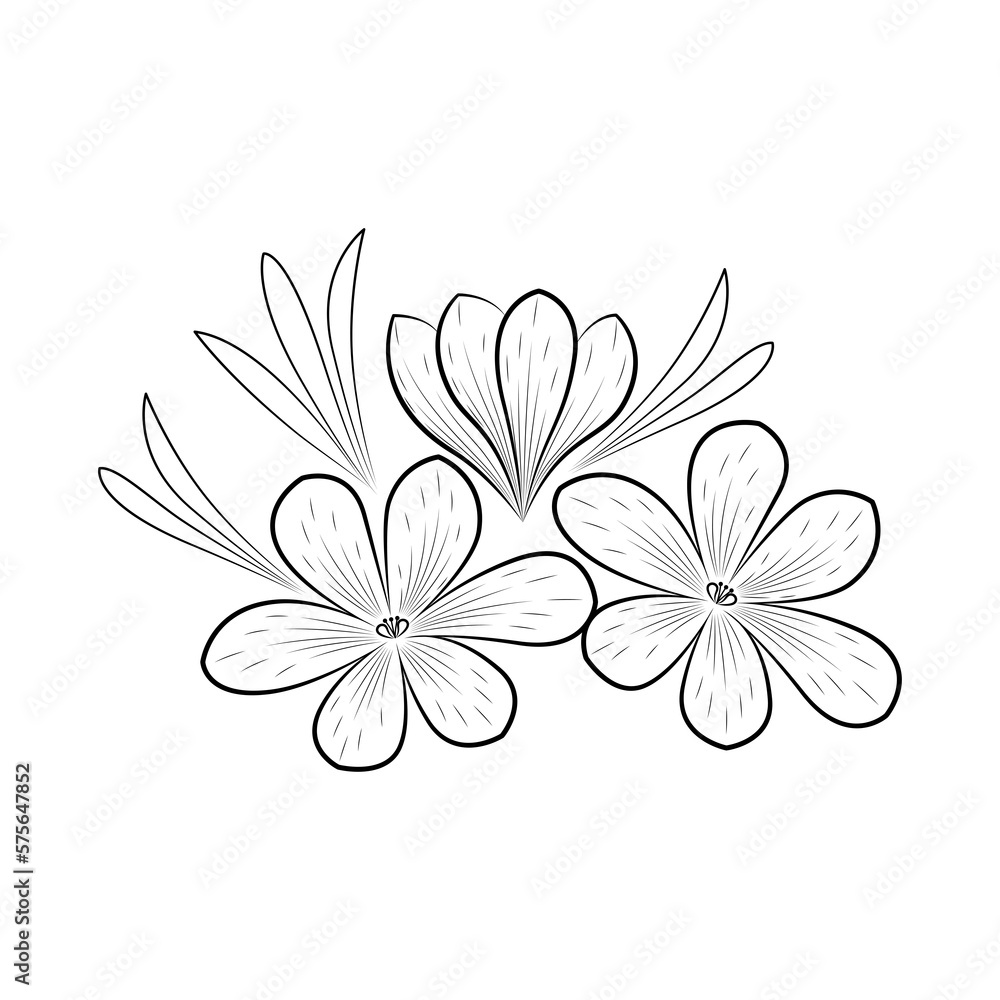 Obraz premium Crocus or saffron flower. Floral botanical flower. Isolated illustration element. Vector hand drawing wildflower