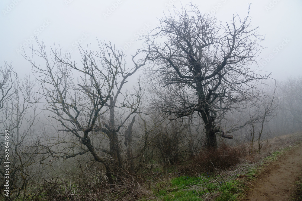 Landscape of Karadag Reserve in spring. View of trees on mountain in fog and clouds. Crimea Landscape of Karadag Reserve in spring. View of trees on mountain in fog and clouds. Crimea