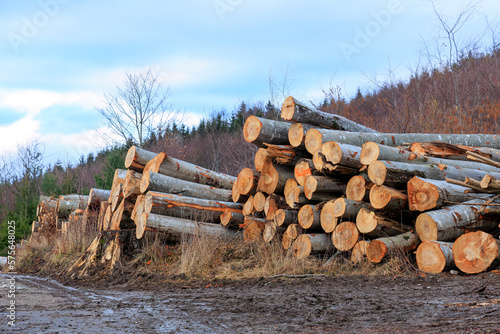 Fallen beech trunks on a forest road near Gaishaus near Ravensburg in Baden-Würtemberg on a cloudy day in winter