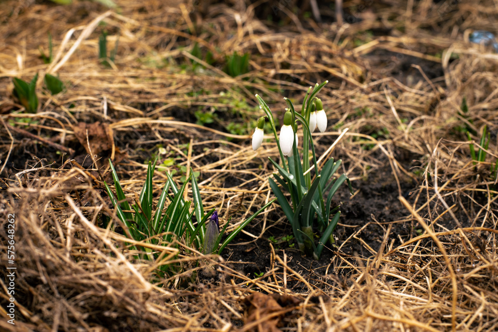 the snowdrop is blooming in the garden the snowdrop is blooming in the garden