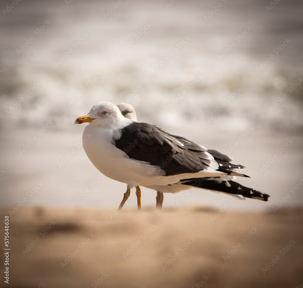 Obraz premium Seagull on Green Beach Vila Real de San Antonio Portugal