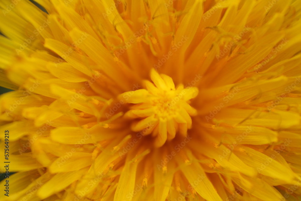 macro photos of flowers taked in the park macro photos of flowers taked in the park