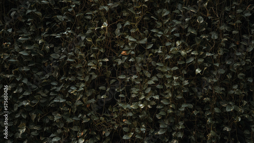 background of green leaves dark theme